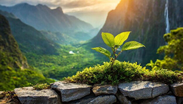 石の壁で成長する緑の葉の植物のクローズアップ 自然と環境の概念