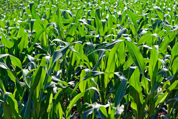 Closeup of green leaves of corn in the plantation