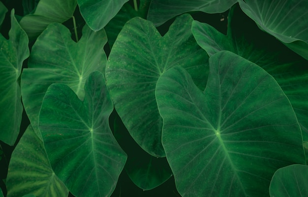 Closeup green leaves of elephant ear in jungle. green leaf\
texture background. green leaves in tropical forest. greenery\
wallpaper. botanical garden. web banner for organic products.\
nature abstract.