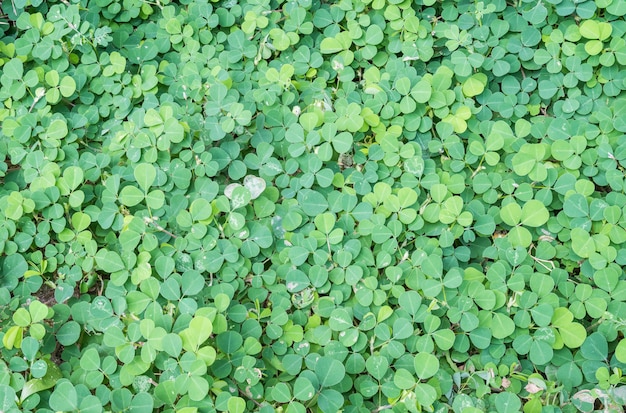 Closeup green leaves of plant in the garden texture background