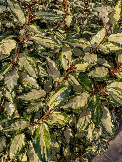 Photo closeup of green leaves of a shrub in the garden