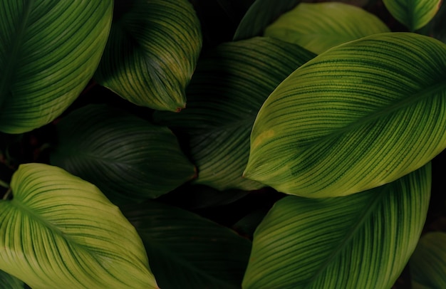 Closeup green leaves of tropical plant in garden Dense dark green leaf with beauty pattern texture