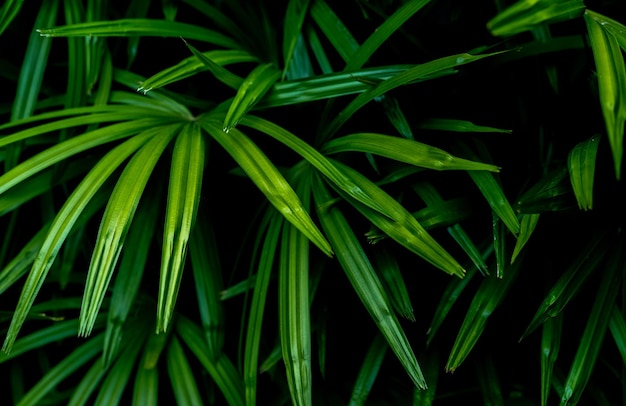 정원에서 열대 식물의 근접 촬영 녹색 잎 정원에서 관상용 식물 장식 어둠에 녹색 잎