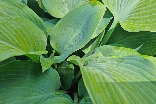 Closeup of the green leaves of tropical plants