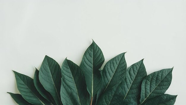 Closeup of green leaves on white background