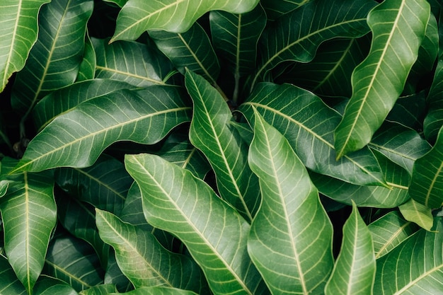 Closeup green leaves of wild plant background