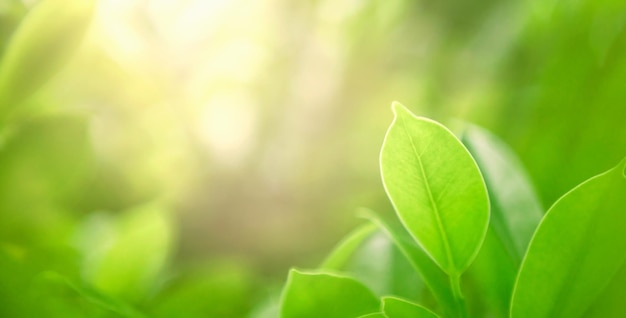 Closeup green leaves with blur green backgroun in nature