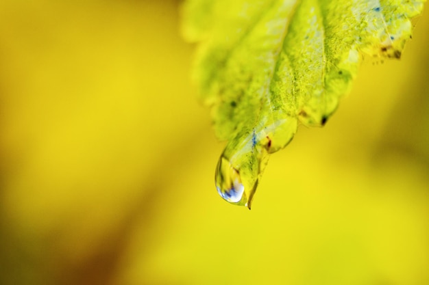 Closeup of green leaves with waterdrops in autumn