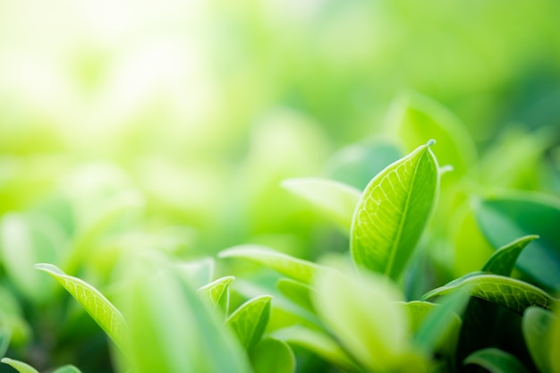 Photo closeup of green leaves