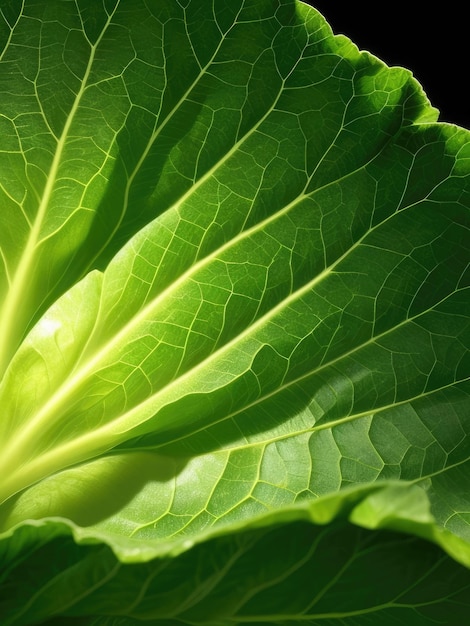 Foto un primo piano di una foglia di lattuga verde