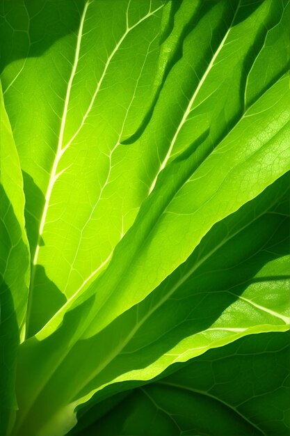 A closeup of a green lettuce leaf