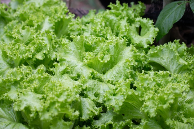 Closeup green lettuce vegetables in garden