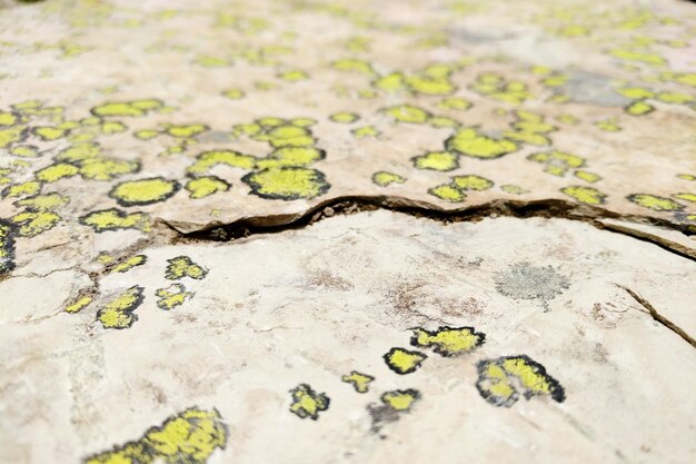 Photo closeup of green lichens on a rock in glacier national park