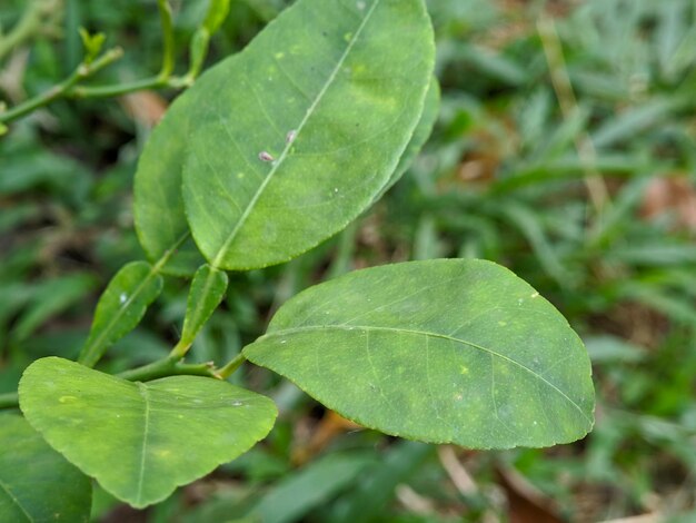 Closeup of green lime leaves plant