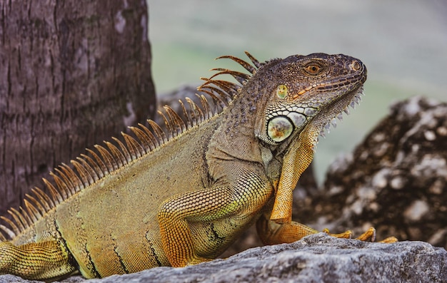 Closeup of green lizard iguana Basking in the sun South Florida