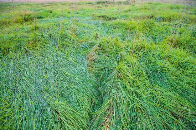 クローズ アップ緑の長い草パターン テクスチャは、自然な背景の壁紙として使用できます。