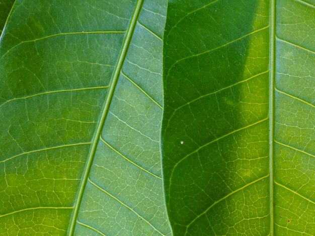 A closeup of green mango leaves