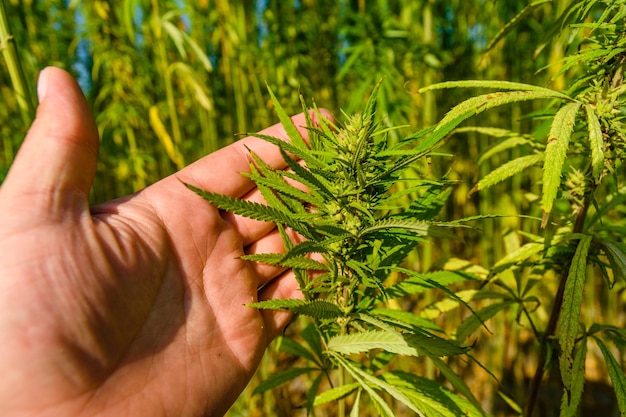 Closeup of the green medical cannabis plant