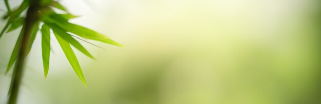 Closeup of green nature bamboo leaf on blurred greenery surface in garden with bokeh and copy space 