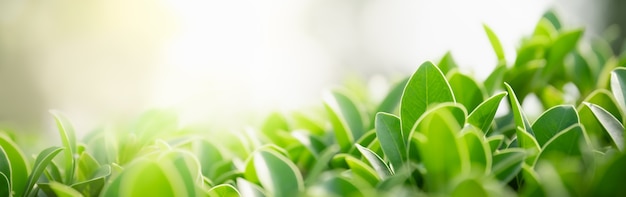Крупным планом зеленый лист природы на размытом фоне зелени в саду с боке и копией пространства