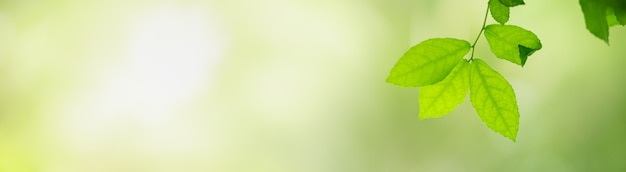 Closeup of green nature leaf on blurred greenery background in garden.