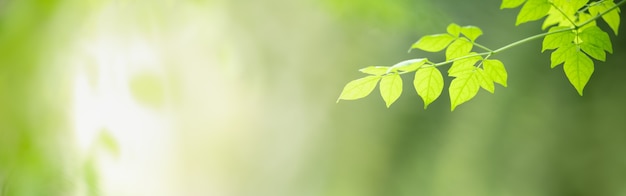 Closeup of green nature leaf on blurred greenery background