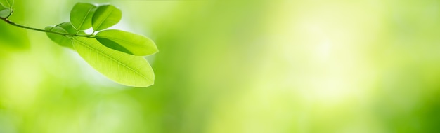 Photo closeup of green nature leaf on blurred greenery in garden