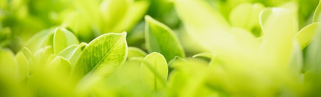 Closeup of green nature leaf on blurred greenery table in garden with bokeh and copy space