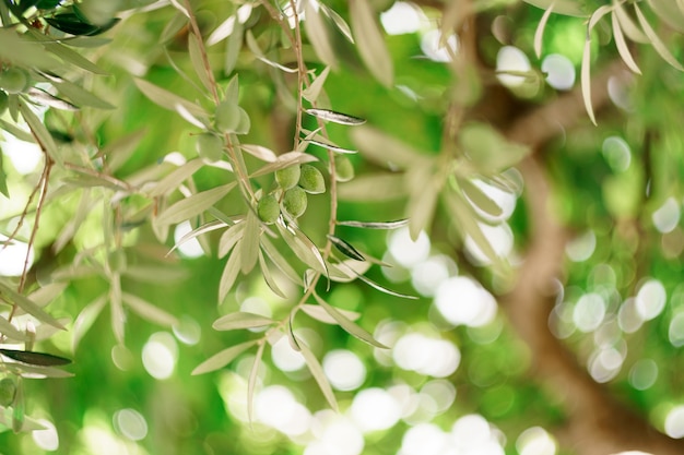 Un primo piano di frutta di oliva verde sui rami dell'albero tra il fogliame