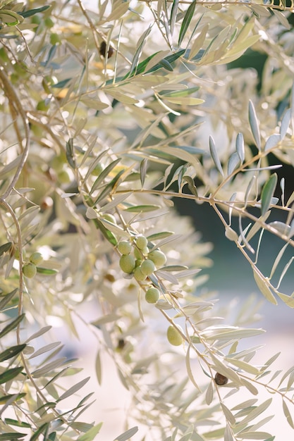 Крупный план зеленых оливковых фруктов на ветвях дерева среди листвы