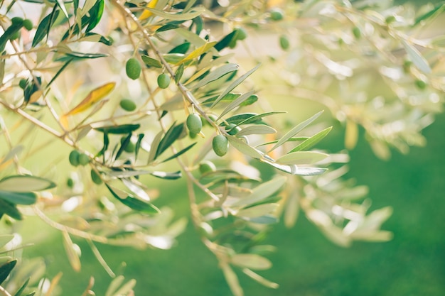 A closeup of green olive fruit on a tree branch among the foliage against a green background