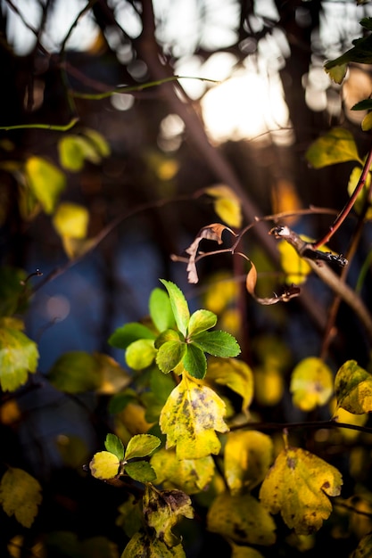 Closeup of green and orange leaves in the forest