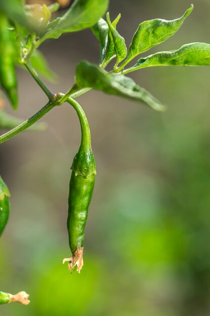 Closeup of Green organic chili pepper