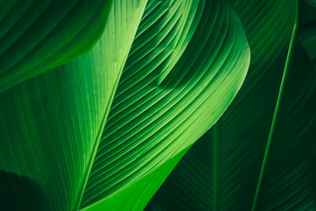 closeup of green palm leaf dark nature background