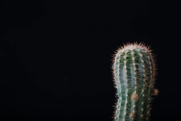 Closeup of a green parodia cactus on a black background