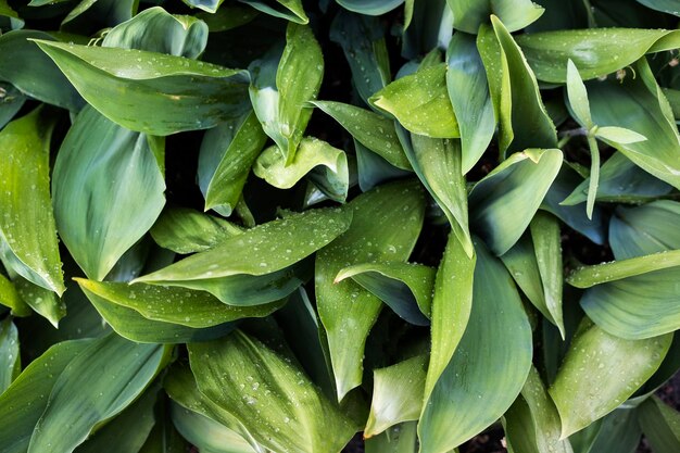 Photo closeup of green peony leaves in the garden nature background