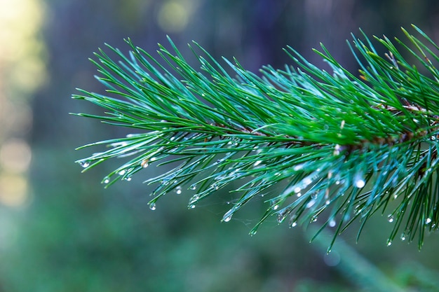 Closeup of green pine tree branches after rain in forest spruce tree after the rain