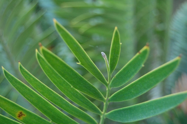 自然の中で緑の植物のクローズアップ