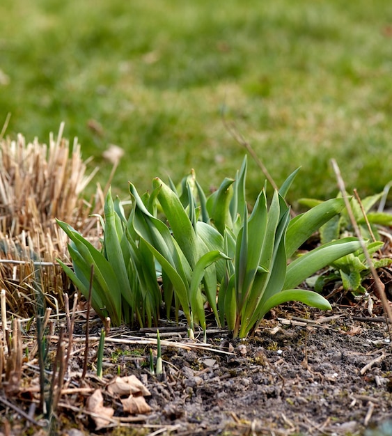 庭の土に植えられた緑の新芽のクローズアップ春に育つチューリップの花の成長発達過程の詳細開花を待っている植物を持つ初心者のためのガーデニング