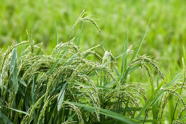 Campo di riso verde del primo piano