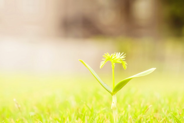 Photo closeup green sapling on grass floor background with copy space and sun light