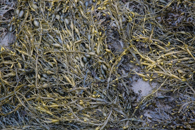 緑の海藻の背景のクローズ アップ