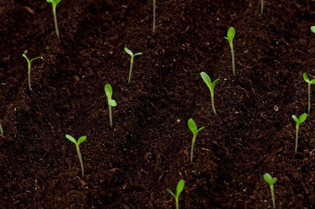 Closeup of green seedling growing out of soil