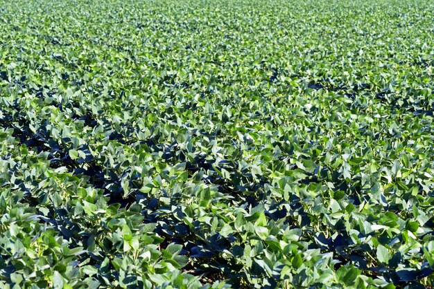 Closeup green soya field in growing