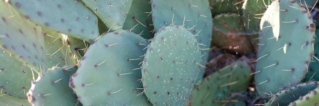 Closeup of green succulent plant tree with spines texture background cereus cactus plant leaves