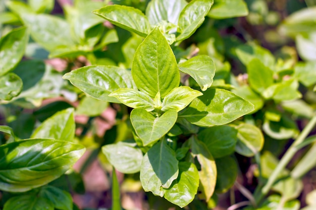 closeup of green thai basil in garden