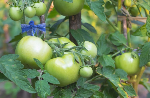 Closeup of green tomatoes in the the garden