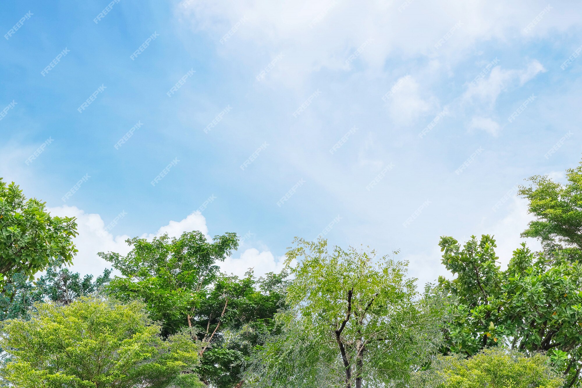 Premium Photo | Closeup green tree in the garden with beautiful blue sky  background with copy space