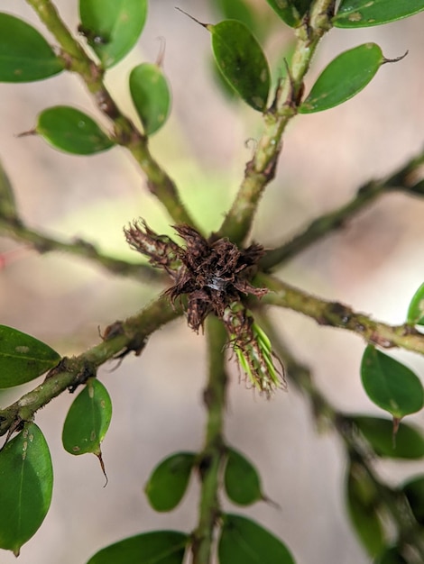 Closeup of green tree leaves and branches