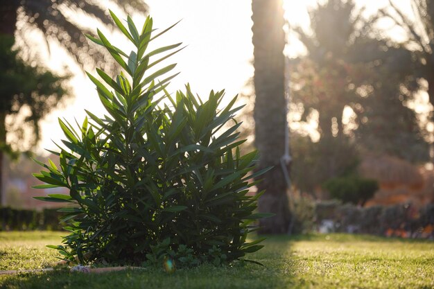 Primo piano di piante tropicali verdi nel giardino estivo